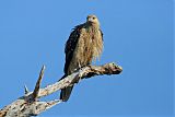 Whistling Kite